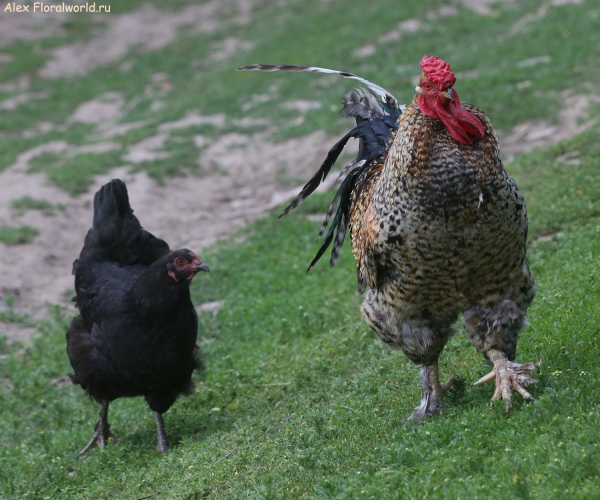 Gallus gallus
Ключевые слова: Gallus gallus