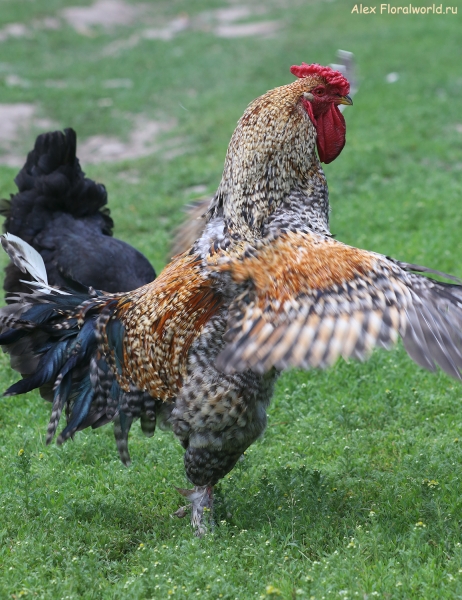 Gallus gallus
Ключевые слова: Gallus gallus