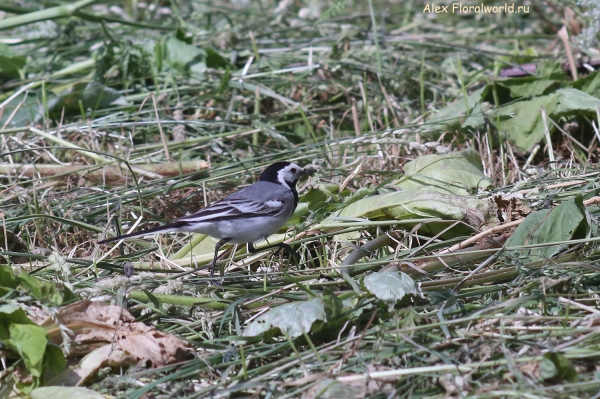 Motacilla alba
Ключевые слова: Motacilla alba