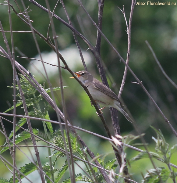 Acrocephalus
Ключевые слова: Acrocephalus
