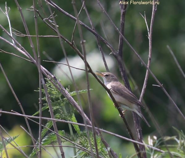 Acrocephalus
Ключевые слова: Acrocephalus