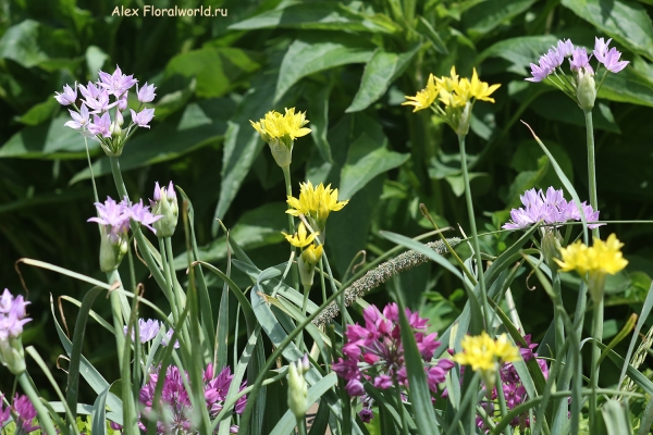 Allium Mountain Bells Mix
Ключевые слова: Allium Mountain Bells Mix