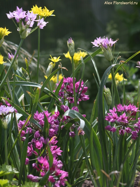 Allium Mountain Bells Mix
Ключевые слова: Allium Mountain Bells Mix