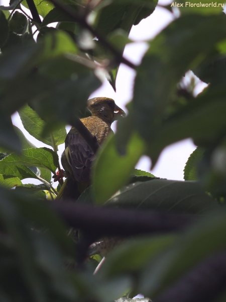 Carduelis chloris
Ключевые слова: Carduelis chloris