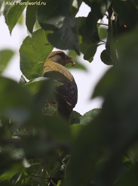 Carduelis chloris
Ключевые слова: Carduelis chloris