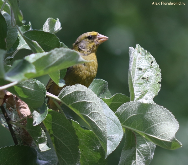 Carduelis chloris
Ключевые слова: Carduelis chloris