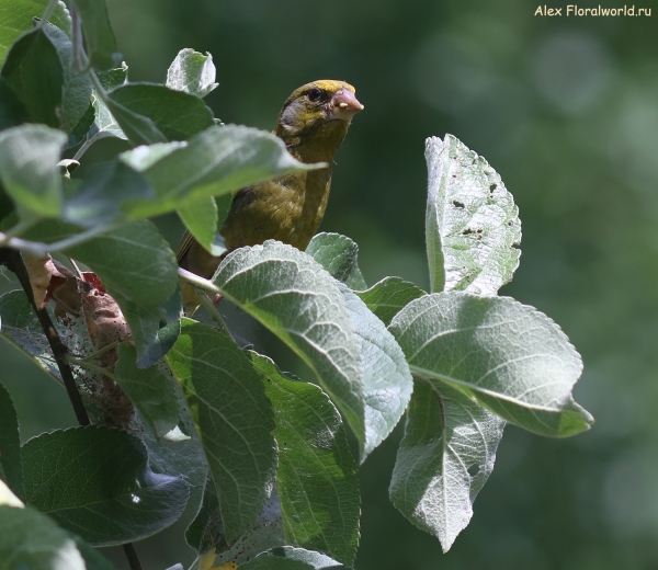 Carduelis chloris
Ключевые слова: Carduelis chloris