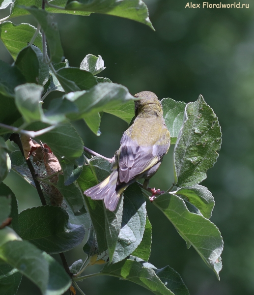 Carduelis chloris
Ключевые слова: Carduelis chloris