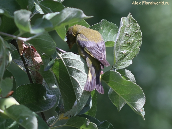 Carduelis chloris
Ключевые слова: Carduelis chloris