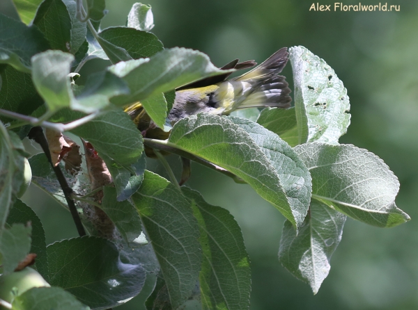Carduelis chloris
Ключевые слова: Carduelis chloris