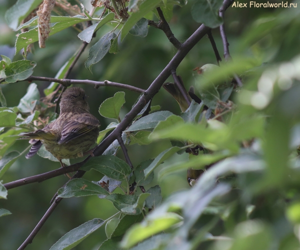 Carduelis chloris
Ключевые слова: Carduelis chloris