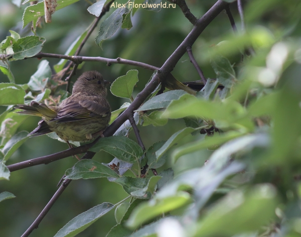Carduelis chloris
Ключевые слова: Carduelis chloris