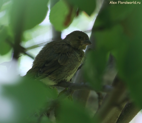 Carduelis chloris
Ключевые слова: Carduelis chloris