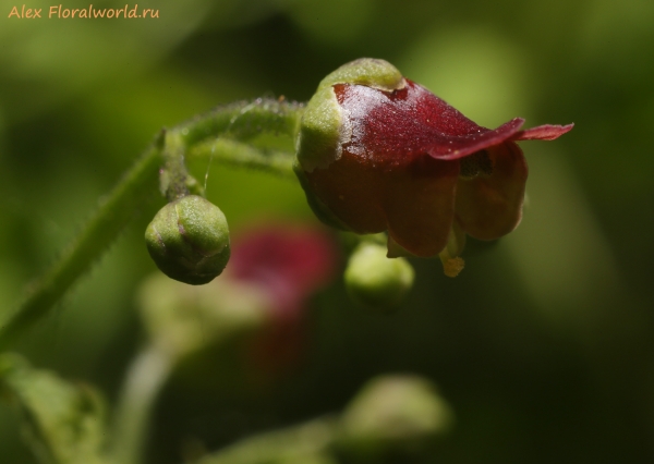 Scrophularia scopolii
Ключевые слова: scrophularia scopolii