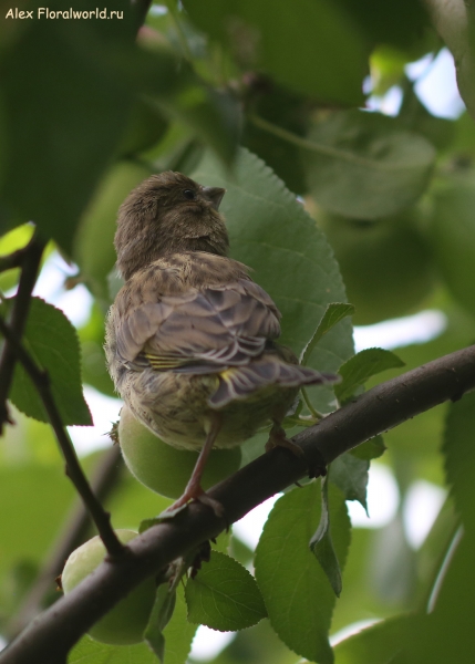 Carduelis chloris
Ключевые слова: Carduelis chloris