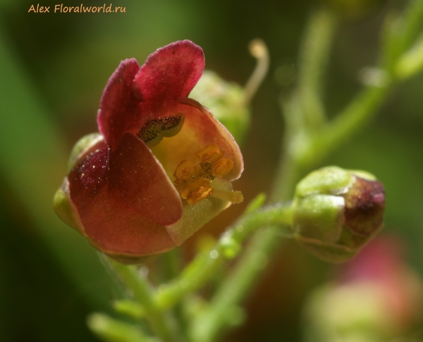 Scrophularia scopolii
Ключевые слова: scrophularia scopolii