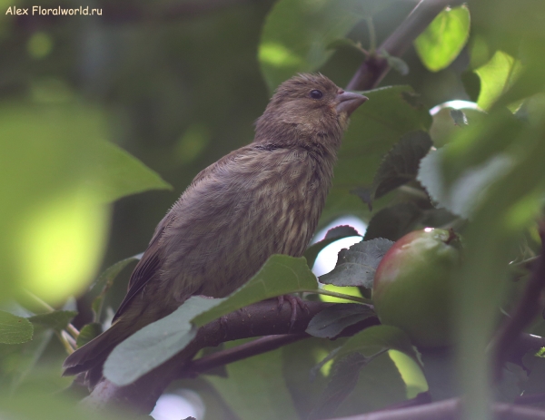 Carduelis chloris
Ключевые слова: Carduelis chloris