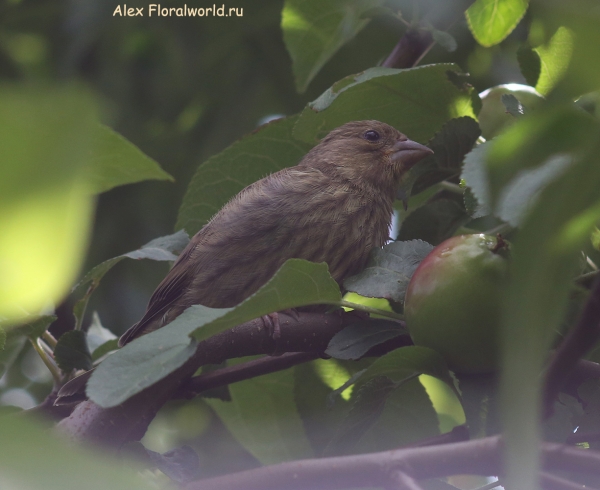 Carduelis chloris
Ключевые слова: Carduelis chloris