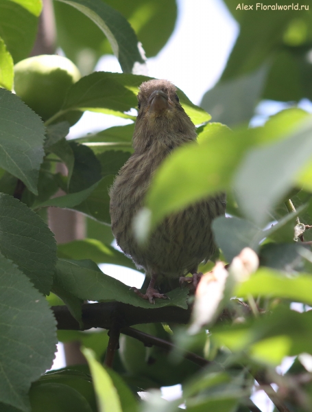 Carduelis chloris
Ключевые слова: Carduelis chloris
