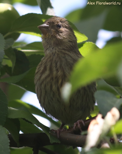 Carduelis chloris
Ключевые слова: Carduelis chloris