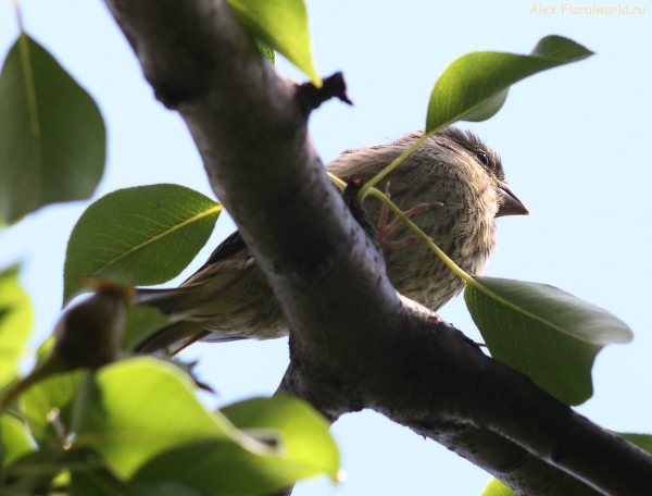 Carduelis chloris
Ключевые слова: Carduelis chloris
