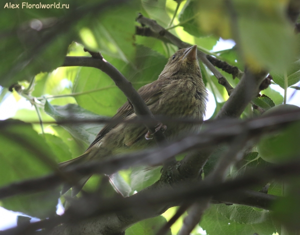Carduelis chloris
Ключевые слова: Carduelis chloris