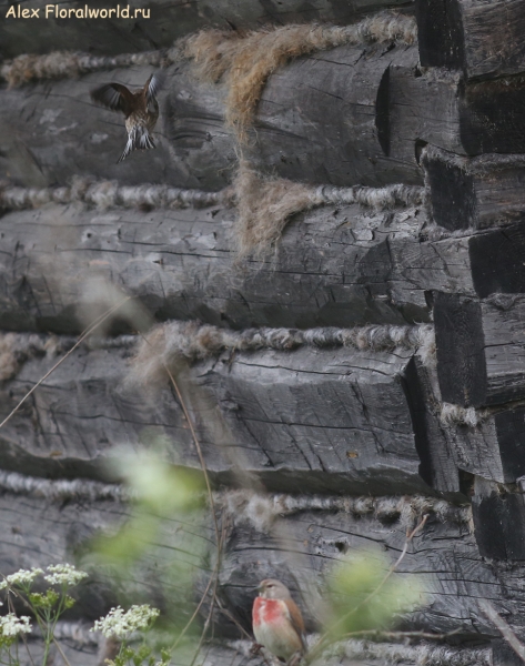 Carduelis cannabina
Ключевые слова: Carduelis cannabina