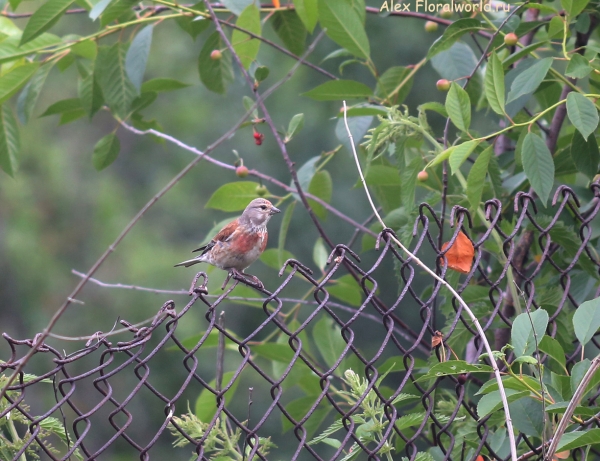 Carduelis cannabina
Ключевые слова: Carduelis cannabina