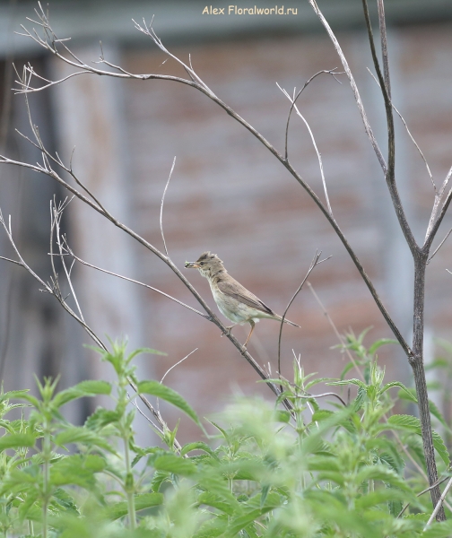 Acrocephalus palustris
Ключевые слова: Acrocephalus palustris