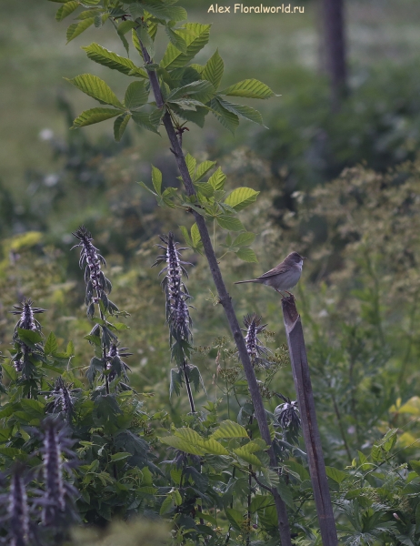Sylviidae
Ключевые слова: Sylviidae