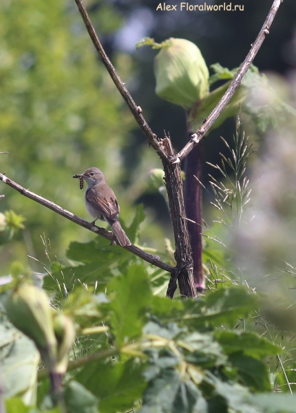 Acrocephalus
Ключевые слова: Acrocephalus