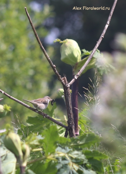 Acrocephalus
Ключевые слова: Acrocephalus