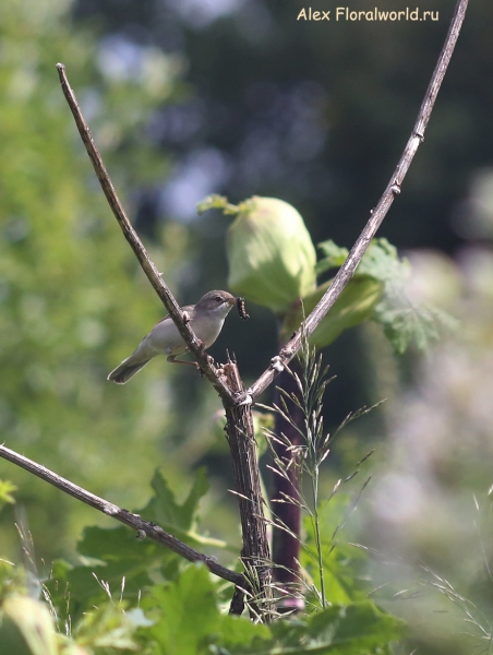 Acrocephalus
Ключевые слова: Acrocephalus