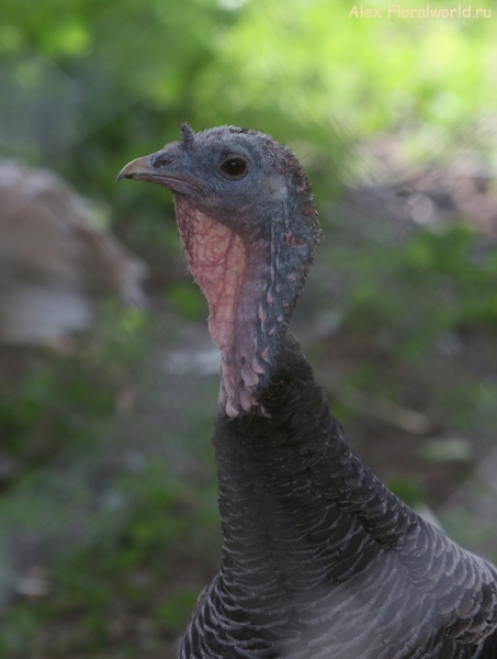 Meleagris gallopavo
Ключевые слова: Meleagris gallopavo