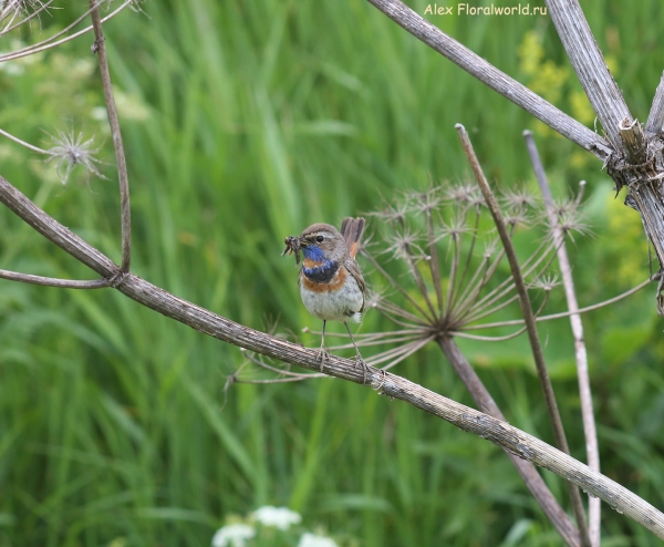 Luscinia svecica
Ключевые слова: Luscinia svecica