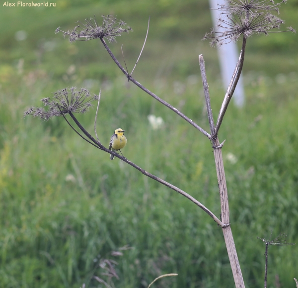 Motacilla citreola
Ключевые слова: Motacilla citreola