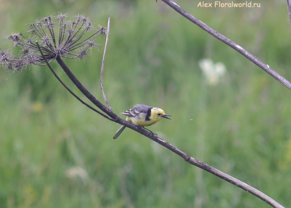 Motacilla citreola
Ключевые слова: Motacilla citreola