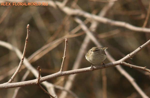 Phylloscopus collybita caucasica
Ключевые слова: Phylloscopus collybita caucasica