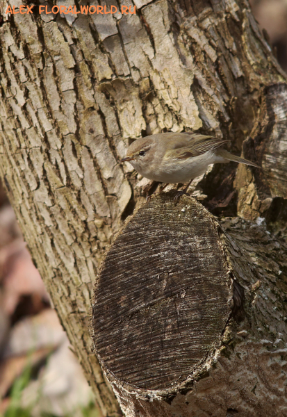 Phylloscopus collybita caucasica
Ключевые слова: Phylloscopus collybita caucasica