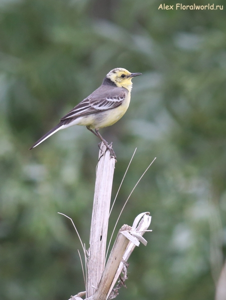 Motacilla citreola
Ключевые слова: Motacilla citreola