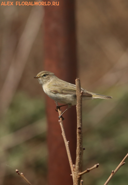 Phylloscopus collybita caucasica
Ключевые слова: Phylloscopus collybita caucasica