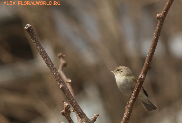 Phylloscopus collybita caucasica
Ключевые слова: Phylloscopus collybita caucasica