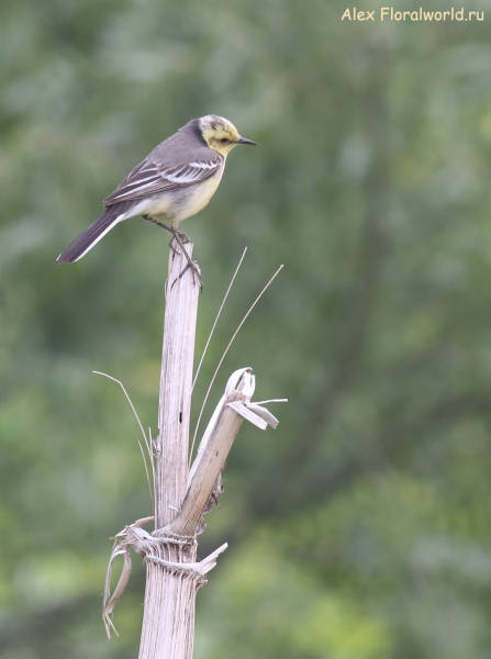 Motacilla citreola
Ключевые слова: Motacilla citreola