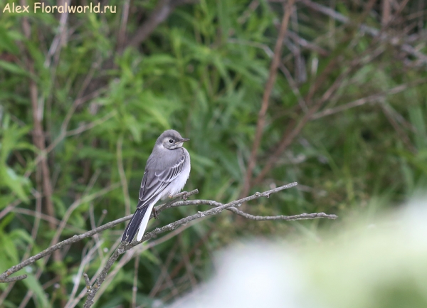 Motacilla alba
Ключевые слова: Motacilla alba