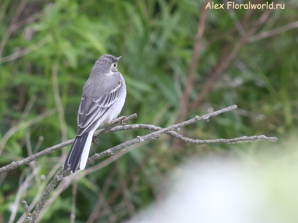 Motacilla alba
Ключевые слова: Motacilla alba