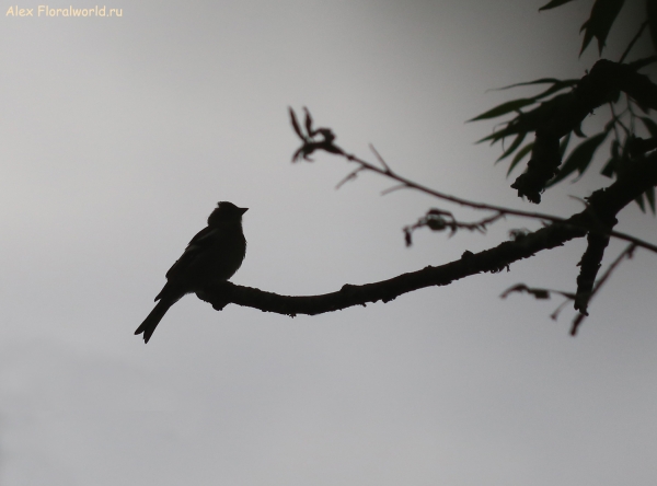 Fringilla coelebs
Ключевые слова: Fringilla coelebs