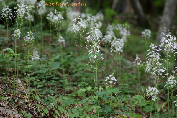 Ornithogalum arcuatum
Ключевые слова: ornithogalum arcuatum