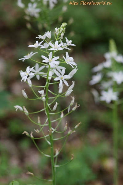 Ornithogalum arcuatum
Ключевые слова: ornithogalum arcuatum