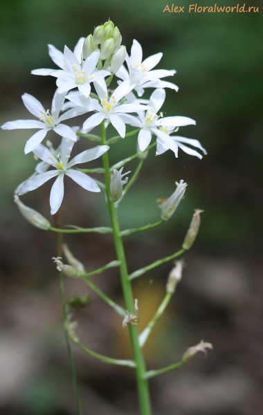 Ornithogalum arcuatum
Ключевые слова: ornithogalum arcuatum