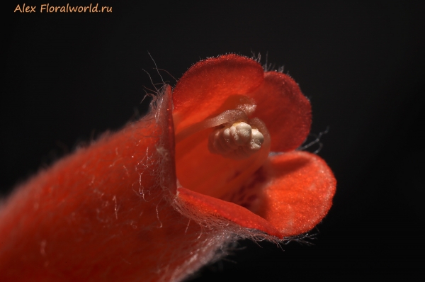 Sinningia leucotricha
Ключевые слова: sinningia leucotricha